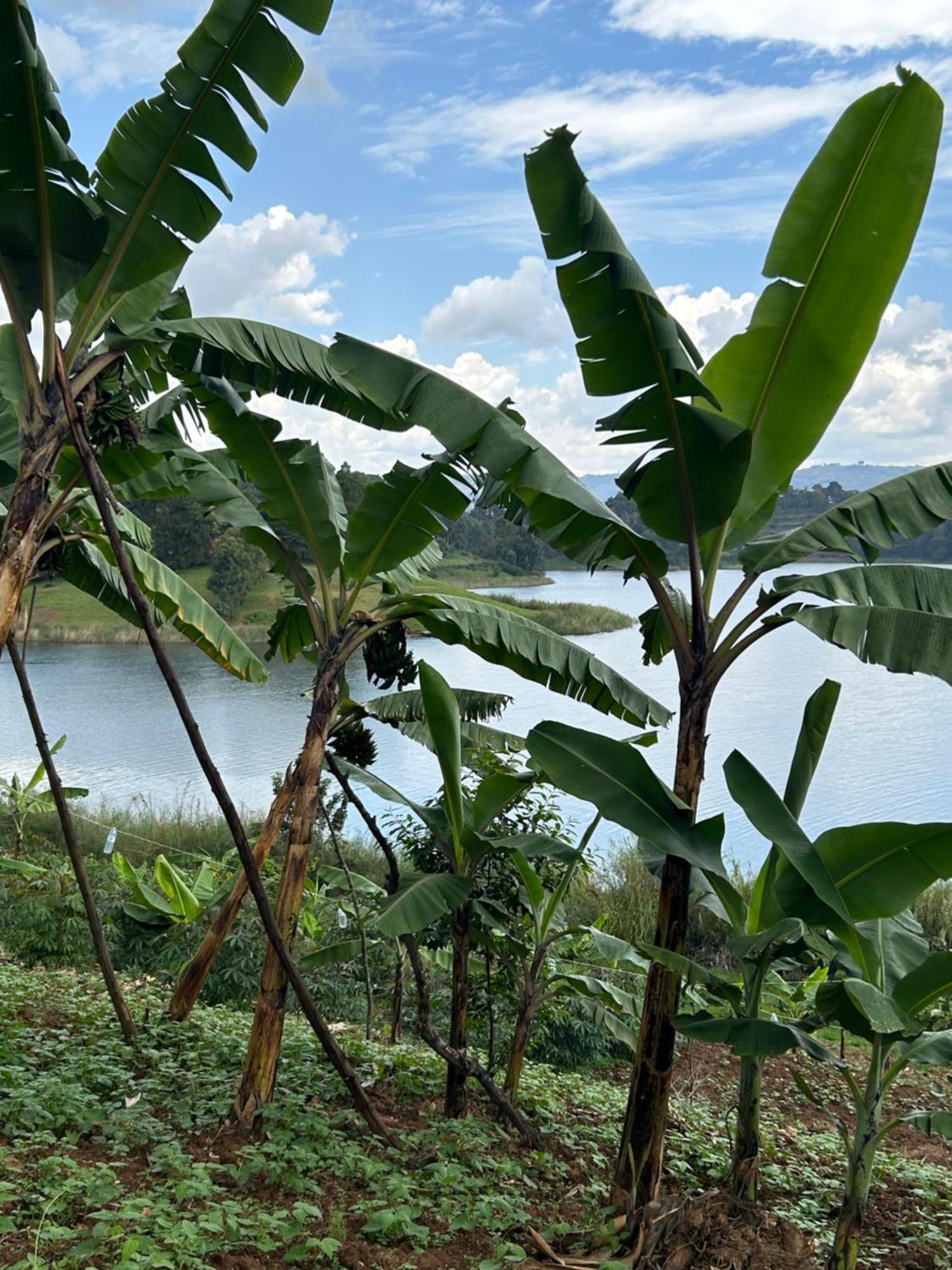 Hotel Itambira Island, Seeds Of Hope Kabale Exterior foto